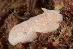 Jorunna tomentosa