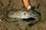 Lesueurigobius friesii