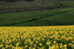 Rapeseed Fields_Dorset _DO051