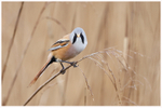 Bearded Tit Portrait 