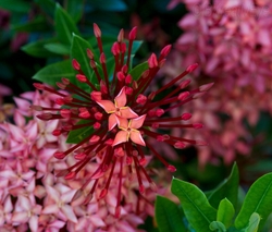 Floral 169
