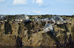 Atlantic Grey Seals