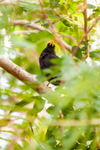 Blackbird Turdus merula-6574