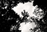 Flower  _FL_026