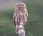 Little Owl