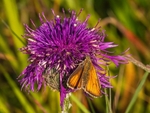 Small Skipper