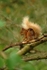 Red Squirrel - Rothiemurchus Forest