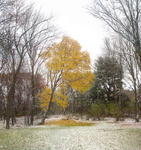 Red, Yellow, Green - Walpole, MA