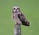 Short Eared Owl