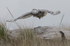 Snowy Owl-2012-1