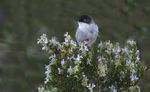 Sardinian Warbler