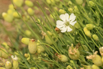 Bladder Campion flower, Arne, Dorset