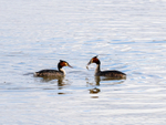 Great Crested Grebes