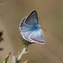 Chalkhill blue (Lysandra coridon)  ♂︎