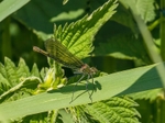 Banded Demoiselle