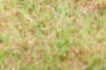 SBM_08415