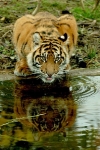 Sumatran Tiger Cub - Nakal (London Zoo)