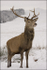 Scotland Stag