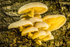 Fungi on Oak tree