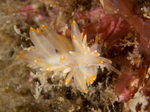 Amphorina andra