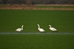 Bewick's Swan