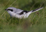 Northern Grey Shrike