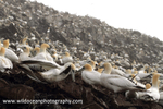 SBG043: Gannet colony