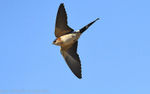 Hirondelle rousseline