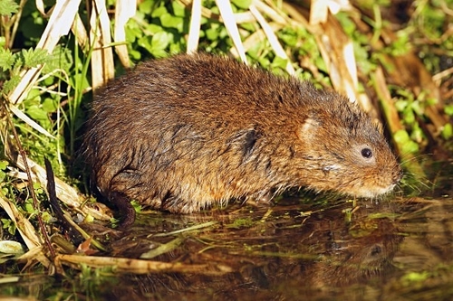 The water vole is found throughout Britain, though it is less common on higher ground. It is infrequently recorded fr…