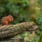 Red Squirrels portfolio