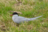 Arctic Tern