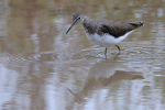 Spotted Redshank