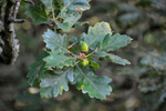 Acorns-8820