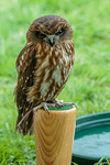 boobook owl Ninox boobook-7271