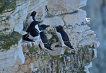 Razorbills