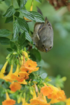 Slaty Flowerpiercer (f...