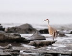 Sandhill and the Ice 153-3974