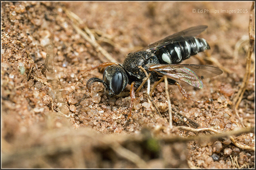 [Oxybelus uniglumis] wasp on a sandstone escarpment. Staffordshire, August 2015.