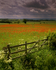 Poppyfield near Corbridge