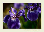 Iris setosa ssp. canadensis 2