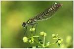 Damoiselle