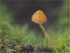Orange Mosscap