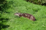Otter