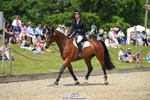 325-LONESTAR-Thomas_Hawke-SUNTrotUp+SJ portfolio