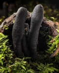 Dead Moll's Fingers (01)