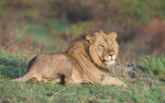 Queen (north of Kazinga channel)
