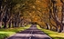 Autumn in The Avenue