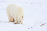 Polar Bear nose to ground, Churchill, Canada