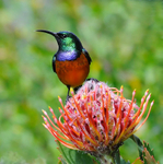 Orange-breasted Sunbird male