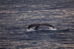 Humpback Whale8752